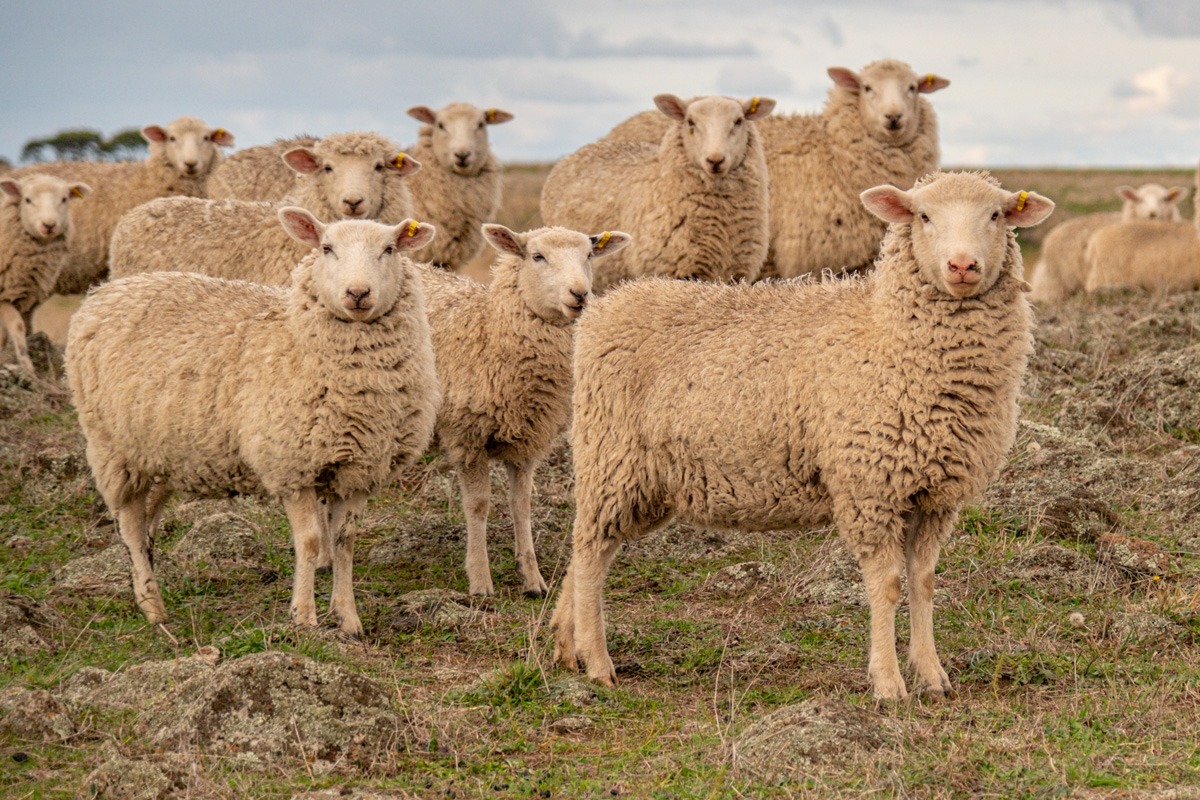 new-south-wales-sheep-and-goat-eid-rebate-scheme-guide